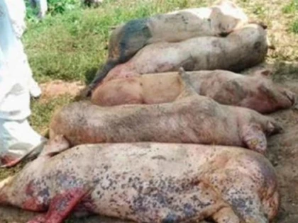 Peste 2000 de porci au fost sacrificați în județul Arad, din cauza pestei porcine