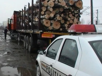 Peste 60 de arbori au fost tăiați ilegal din Rănușa de o societate comercială din Baia Mare