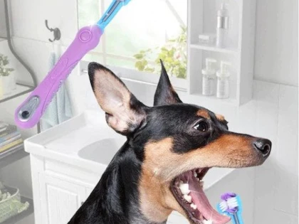 Pet shop: tot ce trebuie să știi despre cumpărăturile la acest magazin