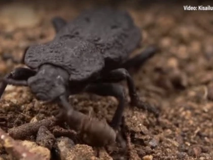 Phloeodes diabolicus, gândacul care poate fi călcat de maşină fără să păţească nimic
