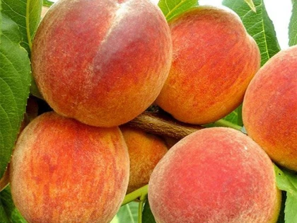 Piersicile bogate în vitamine și minerale