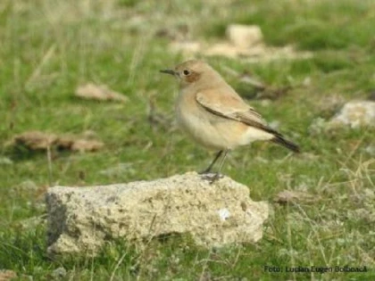 Pietrarul de deșert, o nouă specie de pasăre în fauna României