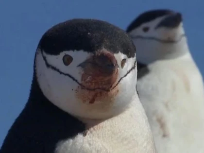 Pinguinii din Antarctica, pe cale de dispariție din cauza încălzirii globale