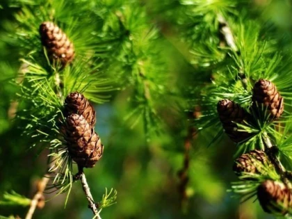 Pinul în remediile naturiste