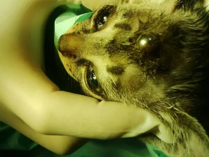 PISICA GASITA IMPUSCATA IN CAP, IN ARAD, SI-A REVENIT