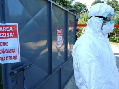 Plângeri penale în cazul pestei porcine. „E vorba de o mână criminală!“