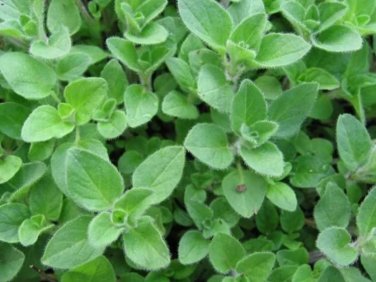 Planta aromată considerată dezinfectantul alimentelor