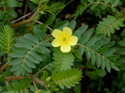 PLANTA CARE ITI DEZVOLTA MUSCULATURA, PROTEJEAZA INIMA SI FICATUL