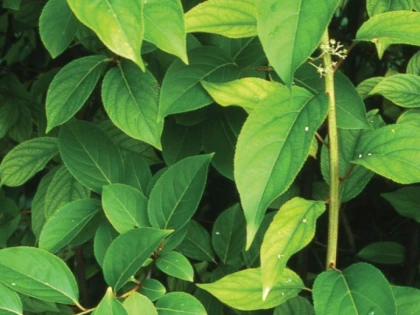 PLANTA CARE LUPTĂ CU TOATE TIPURILE DE CANCER