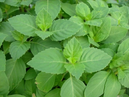 PLANTA CARE NE SCAPĂ DE STRES