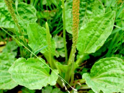 Planta care te ajută să te lași de fumat