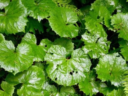 PLANTA CARE TE SCAPA DE DURERILE DE CAP