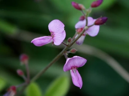 PLANTA CU EFECT UIMITOR ASUPRA FICATULUI