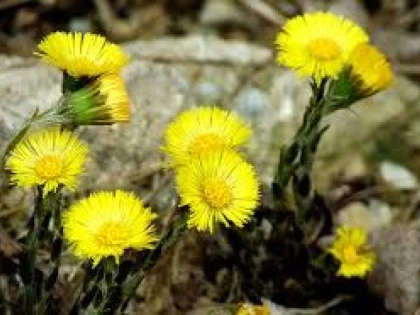 PLANTA DE SEZON CARE NE SCAPA DE PROBLEMELE RESPIRATORII