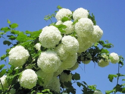 PLANTA DECORATIVĂ CU PROPRIETĂŢI CALMANTE