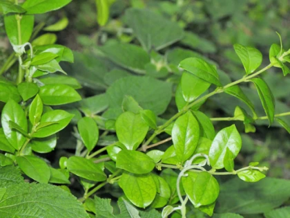 PLANTA MINUNE CARE COMBATE DIABETUL
