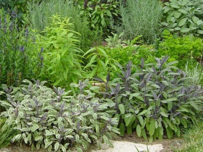 PLANTE AROMATICE CARE NE AJUTĂ SĂ SLĂBIM