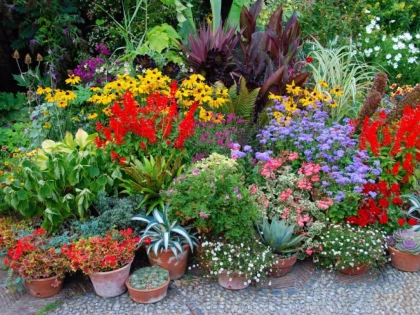 PLANTE CARE PURIFICA AERUL DIN LOCUINTA