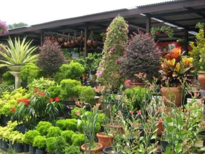 Plante ornamentale: frumusețe naturală pentru orice grădină