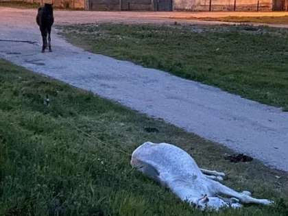 Poliția Animalelor a fost sesizată în cazul a doi cai abandonați pe străzile din municipiu