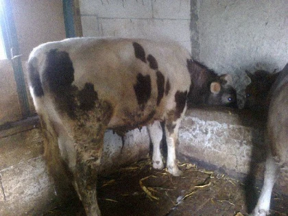 POLITIA CERCETEAZA DOI INFRACTORI ACUZATI DE FURTUL UNOR TAURI