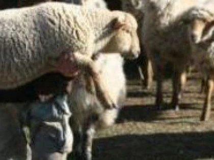 Polițiștii arădeni cercetează cinci bărbați bănuiți de furtul a 26 de ovine dintr-o fermă