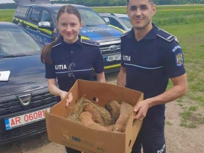Polițiștii arădeni, “îngeri păzitori” pentru șapte suflete de cățel