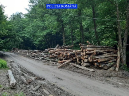 Polițiștii au confiscat opt camioane cu lemne tăiate ilegal din Moneasa