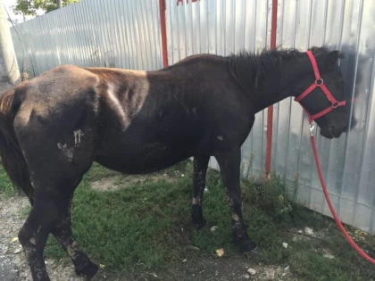 Polițiștii au prins în flagrant un hoț care a încercat să fure o iapă