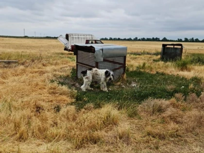 Polițiștii au verificat condițiile în care sunt ținute animalele din aproape 100 de stâne