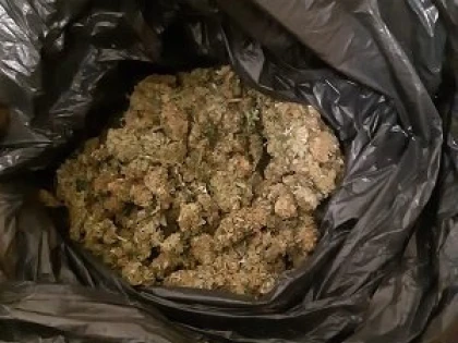 Polițiștii SCCO Arad au „săltat“ trei tineri care comercializau cannabis