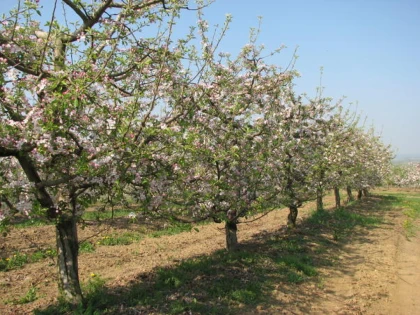 Pomii fructiferi din Arad, înfloriți a doua oară în acest an din cauza căldurii