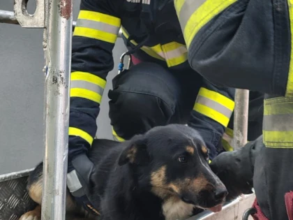 Pompierii arădeni au intervenit la peste 100 de situații de urgență în weekend. Un câine a fost salvat de pe acoperișul unui bloc