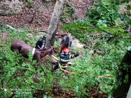 Pompierii au salvat un cal, căzut într-o râpă adâncă de 25 de metri