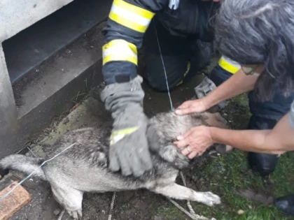 Pompierii din Ineu au salvat un cățel căzut într-un canal de ventilație