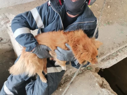 Pompierii s-au chinuit să salveze un cățel căzut într-un canal de 7 metri