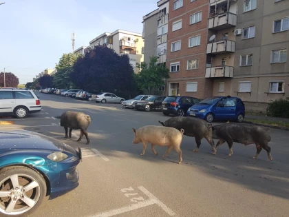 Porcii au invadat cartierul Alfa, Primăria se face că nu vede