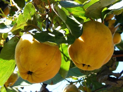 Porția de sănătate ascunsă în cele mai aromate fructe ale toamnei