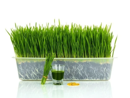 Porția de sănătate din orzul verde