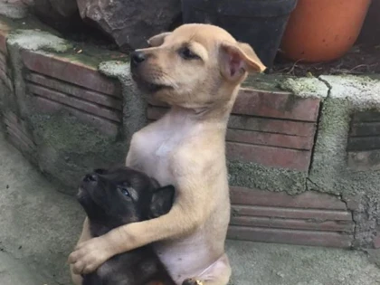 POVESTEA DIN SPATELE IMAGINII VIRALE CU CĂȚELUȘII ÎMBRĂȚIȘAȚI