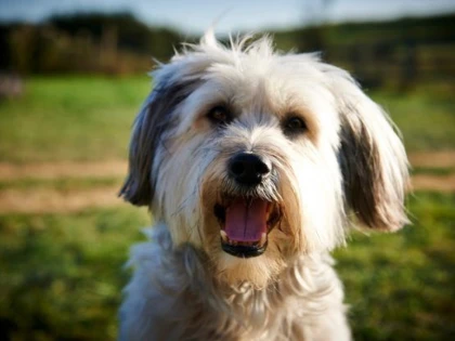 Povestea lui Pudsey, câinele de care se îndrăgostise o națiune întreagă