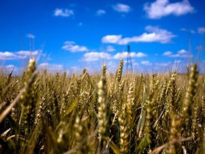 Prima ţară din lume care autorizează plantarea grâului modificat genetic