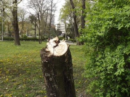 PRIMARIA A GASIT SOLUTIA PENTRU PARCUL EMINESCU: IL DISTRUGE COPAC CU COPAC (FOTO)