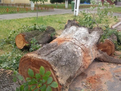 PRIMARIA ARAD: NU AU FOST DEPUSE SESIZARI PENTRU ARBORII DIN APROPIEREA SCOLII GENERALE NR. 4