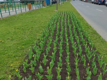 Primăria face apel la arădeni să nu mai smulgă lalelele plantate în centrul orașului