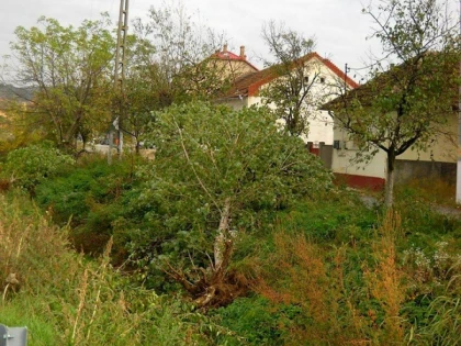 Primarul din Covăsînţ preia modelul „Falcă”. Taie toţi copacii!