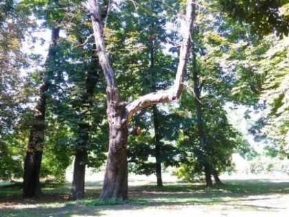 PRIMIM SPRE PUBLICARE: PARCUL DIN INEU, O PATĂ PE OBRAZUL ADMINISTRAŢIEI LOCALE