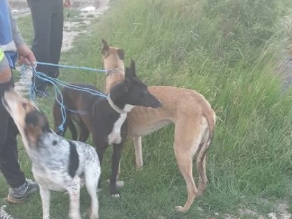 Prinși cu ogari, pe fondul de vânătoare din Berechiu