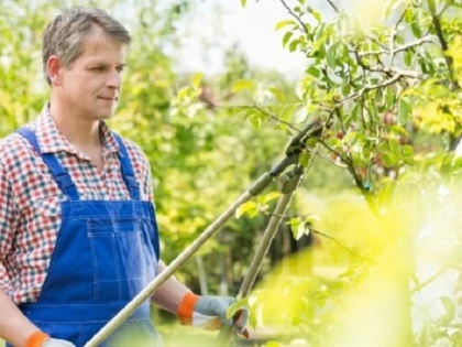Producătorii din sectorul agricol şi pomicol pot obţine finanţare nerambursabilă dacă se asociază