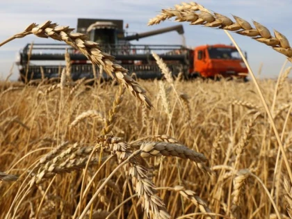 Producţia de grâu este cea mai bună din ultimii ani în judeţul Arad
